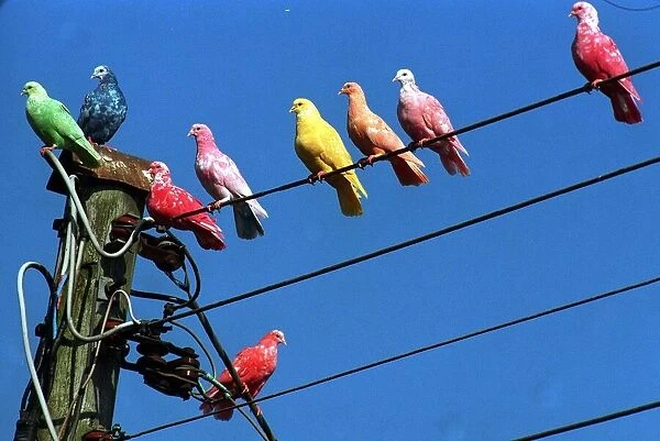 Tam Ramsay coloured pigeons September 1997