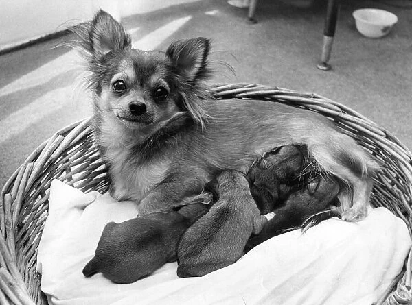 Tara the chichuahua with her litter of puppies