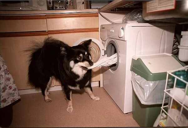 Tara the dog empties washing machine 1999 for Norma Cail who is wheelchair bound