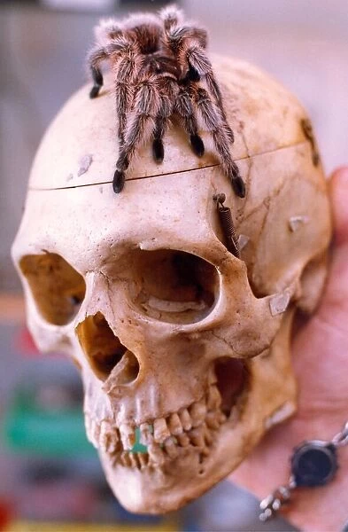 A tarantula on a human skull in November 1994