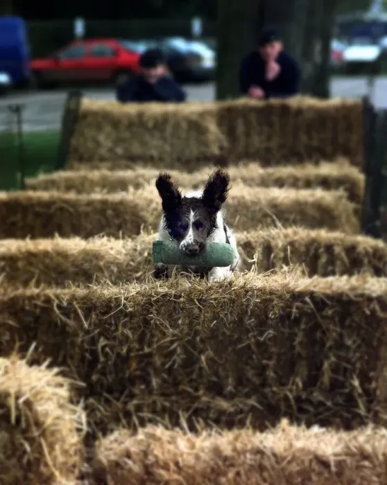 Framed Print : Tash, a two year old Springer Spaniel jumps over hay bales during the obstacle round of Framed Print : Tash, a two year old Springer Spaniel jumps over hay bales during the obstacle round of