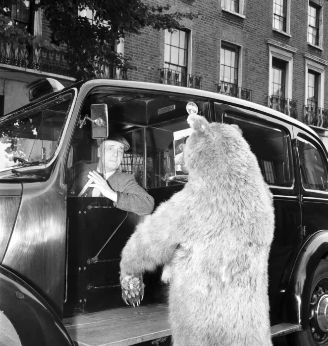 Framed Print : Taxi and the taxidermist: A stuffed grizzly bear attempts to flag down a London Taxi Framed Print : Taxi and the taxidermist: A stuffed grizzly bear attempts to flag down a London Taxi