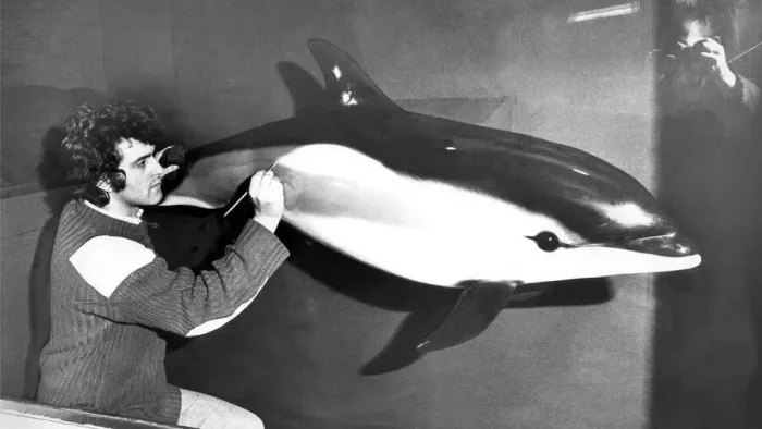 Framed Print : Taxidermist Paul rose has made a plaster cast of Beaky the dolphin for a display aimed Framed Print : Taxidermist Paul rose has made a plaster cast of Beaky the dolphin for a display aimed