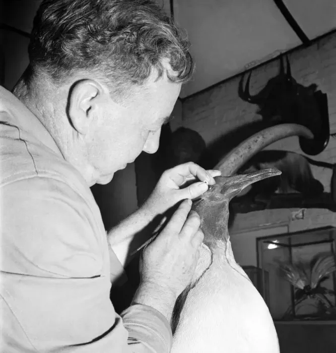 Framed Print : Taxidermist Workshop. January 1960 A715-003