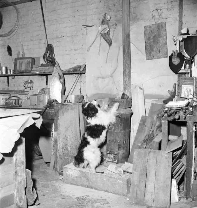 Framed Print : Taxidermist Workshop. January 1960 A715-004 Framed Print : Taxidermist Workshop. January 1960 A715-004