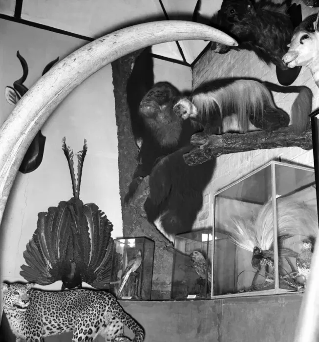 Framed Print : Taxidermist Workshop. January 1960 A715-014