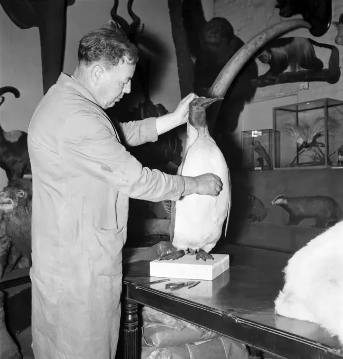 Framed Print : Taxidermist Workshop. January 1960 A715-018 Framed Print : Taxidermist Workshop. January 1960 A715-018
