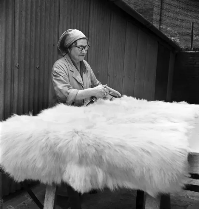 Framed Print : Taxidermist Workshop. January 1960 A715-021