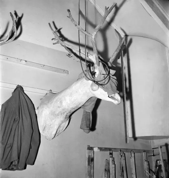 Framed Print : Taxidermist Workshop. January 1960 A715 Framed Print : Taxidermist Workshop. January 1960 A715