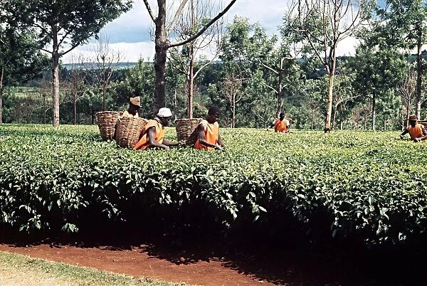 Tea pickers at work Kericho South West Kenya Africa
