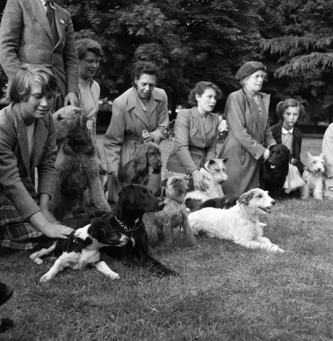 Framed Print : Teaching dogs obedience in Cassiobury Park, Watford, Mrs Barbara Woodhouse (not pictured) Framed Print : Teaching dogs obedience in Cassiobury Park, Watford, Mrs Barbara Woodhouse (not pictured)