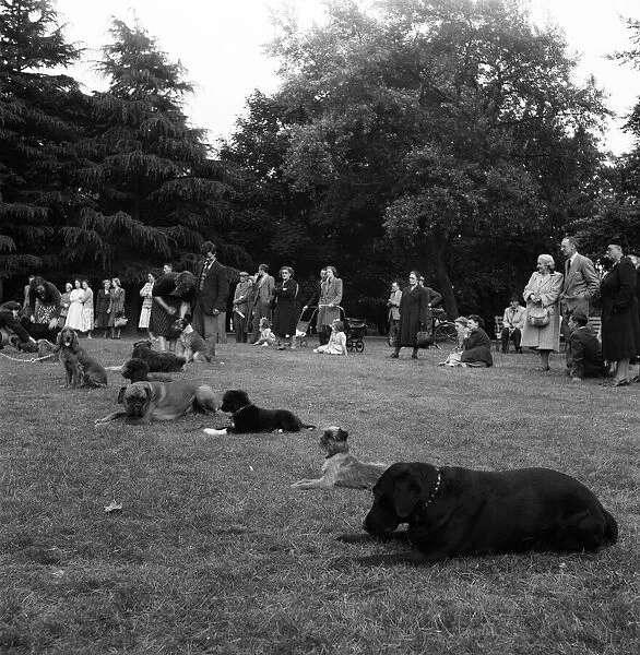 Teaching dogs obedience in Cassiobury Park, Watford, Mrs Barbara Woodhouse. 4th June 1952