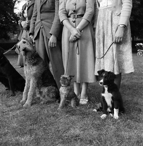 Teaching dogs obedience in Cassiobury Park, Watford, Mrs Barbara Woodhouse (not pictured)