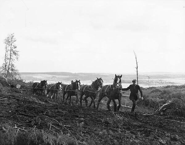 A team of heavy horses haul out lumber from the forest. Circa 1945