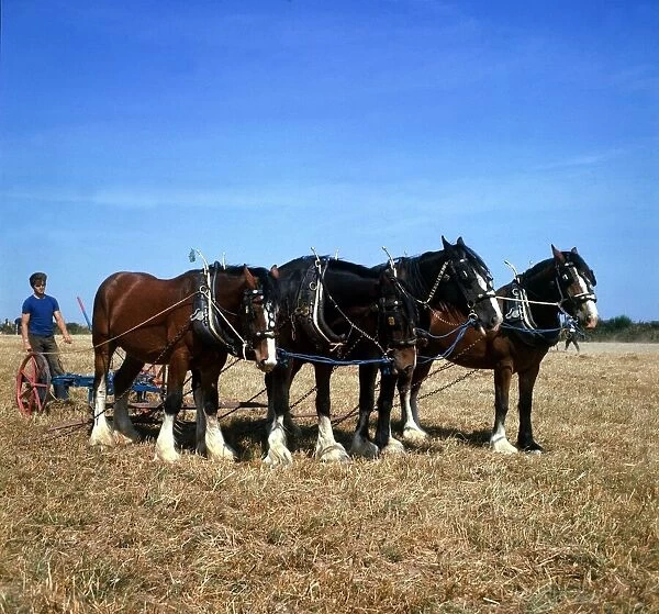 A team of four shire horses at work ploughing the fields in Cornwall April 1973