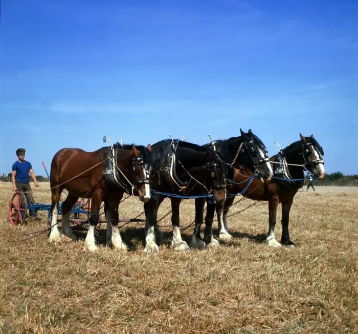 Framed Print : A team of four shire horses at work ploughing the fields in Cornwall April 1973 Framed Print : A team of four shire horses at work ploughing the fields in Cornwall April 1973