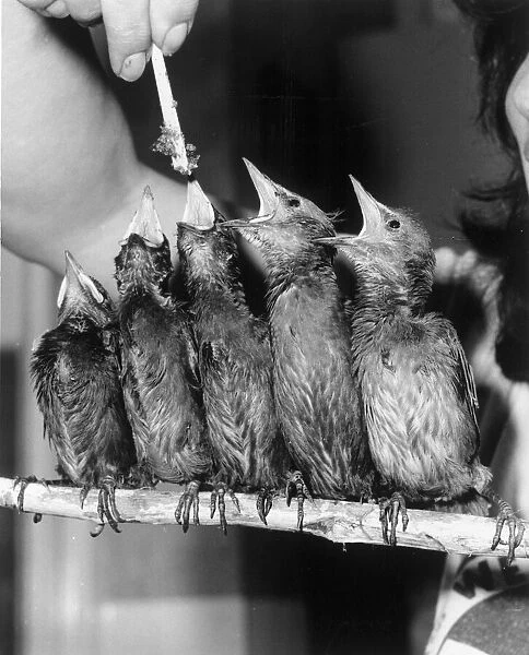 Teatime for a flock of orphan fledglings at St Tiggywinkles Animal Hospital