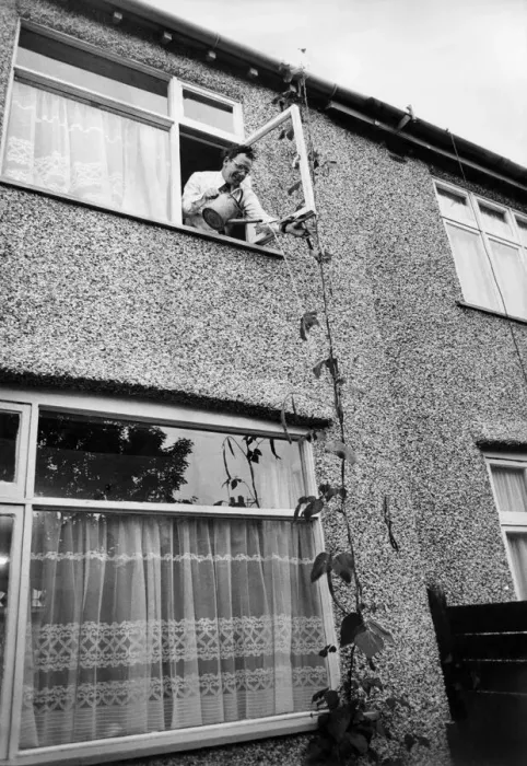 Framed Print : Ted Bailey waters his 30ft runner bean in the back garden of his home in Kinley Gardens