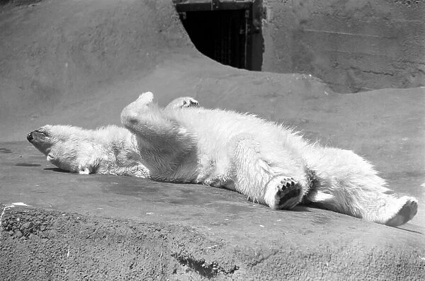 As the temperature soared into the 80s again today Sabrina the 12-year-old Polar