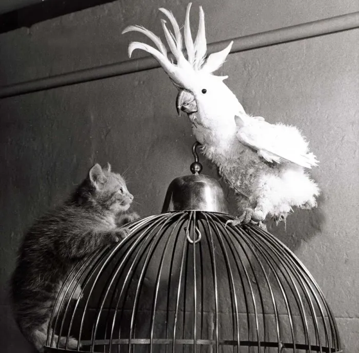 Framed Print : Ten-sing, a zoo kitten, has his first introduction to the animals at Belle Vue Zoo Framed Print : Ten-sing, a zoo kitten, has his first introduction to the animals at Belle Vue Zoo