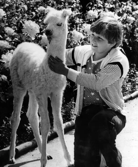 Framed Print : Ten-year-old James Wilson meets Jill, the baby Llama. Jill is the first baby Llama in