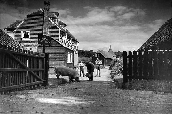 Tending pigs at a century old farmhouse at Ticehurst, Sussex