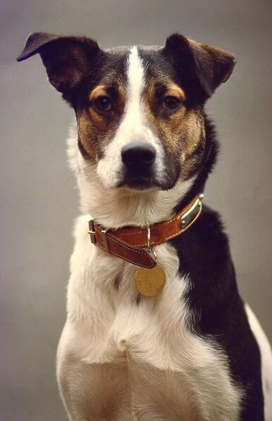 This terrier cross has one ear open ready for commands