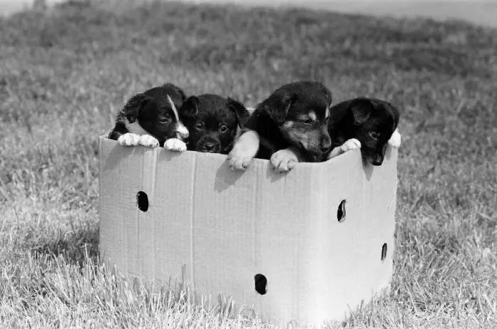 Framed Print : Terrier puppies which were found abandoned in a cardboard box April 1981 Framed Print : Terrier puppies which were found abandoned in a cardboard box April 1981