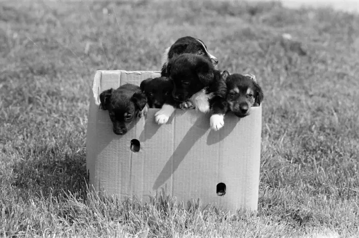 Framed Print : Terrier puppies which were found abandoned in a cardboard box April 1981 Framed Print : Terrier puppies which were found abandoned in a cardboard box April 1981