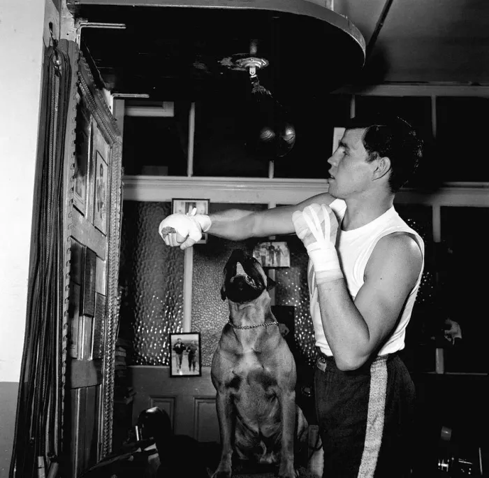 Framed Print : Terry Downes Boxer - May 1962 Training at Joe Blooms gym, London Framed Print : Terry Downes Boxer - May 1962 Training at Joe Blooms gym, London