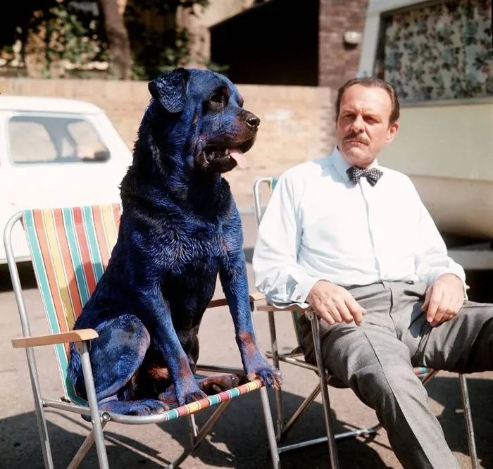 Framed Print : Terry Thomas with Rottweller Dog painted blue for the film Arthur Framed Print : Terry Thomas with Rottweller Dog painted blue for the film Arthur