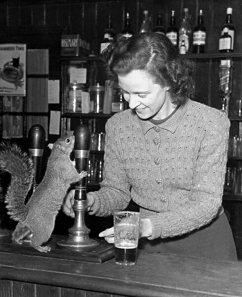 A thirsty squirrel is a regular guest at the New Cock Inn in Hildenborough in Kent