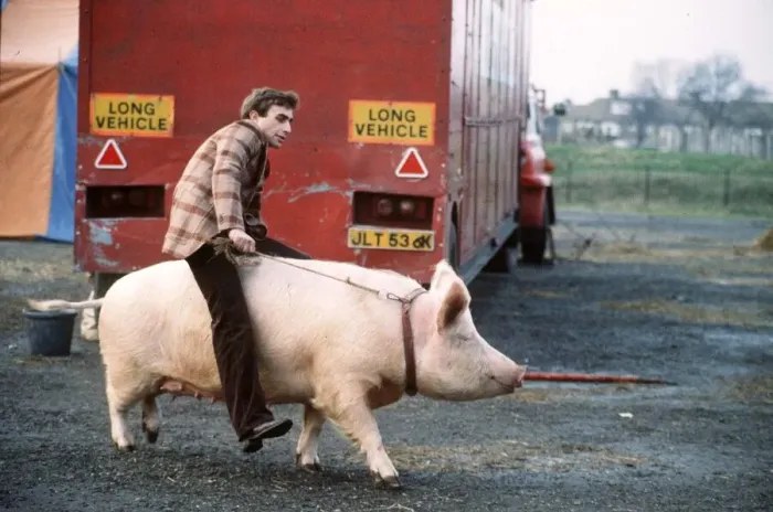 Framed Print : Thorsten Kohrmann sitting on his performing Pig Anna Framed Print : Thorsten Kohrmann sitting on his performing Pig Anna