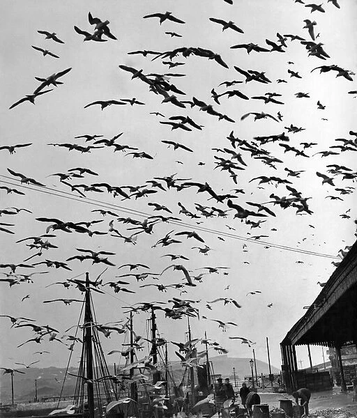 Thousands of whirring wings darken the sky as the sea and shore scavengers swoop on fish