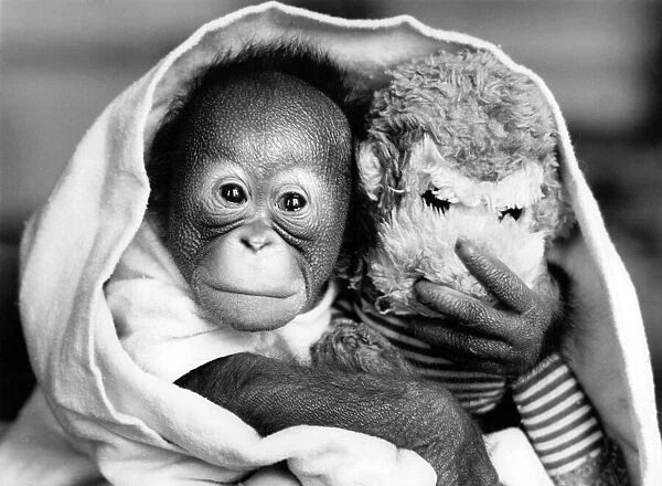 A three-day-old baby oran utan born at Twycross Zoo in Leicestershire with his woolly