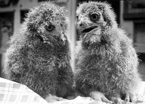 Three-week-old eagle owl chicks called Sally & Ros at Guilsborough Bird & Pet Park