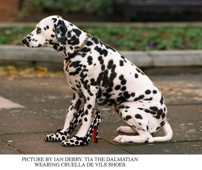 Framed Print : Tia the Dalmatian wearing Cruella De Vils shoes Framed Print : Tia the Dalmatian wearing Cruella De Vils shoes