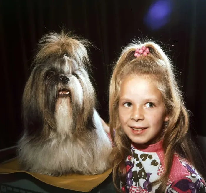 Framed Print : A Tibetan Lion Dog called Daphne with a young girl October 1972 animals with Framed Print : A Tibetan Lion Dog called Daphne with a young girl October 1972 animals with