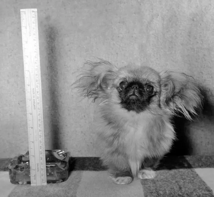 Framed Print : Tichy-Tich the Pekingese cat is fully grown and stands at just over 8 inces tall Framed Print : Tichy-Tich the Pekingese cat is fully grown and stands at just over 8 inces tall