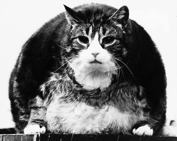 Tiddles the cat At 12 years old - three feet long, one foot wide and weighing 30lb