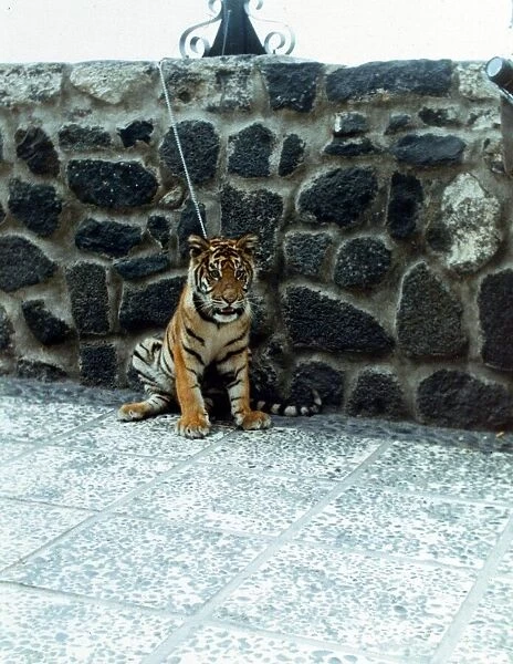 A tiger cub all alone in the world A Tiger cub tied up on the seafront for in