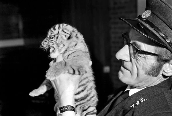 Tiger cub rejected by mother with keeper Frank Hughes. March 1975 75-01250-005
