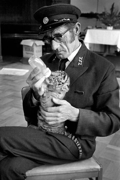 Tiger cub rejected by mother with keeper Frank Hughes. March 1975 75-01250-009