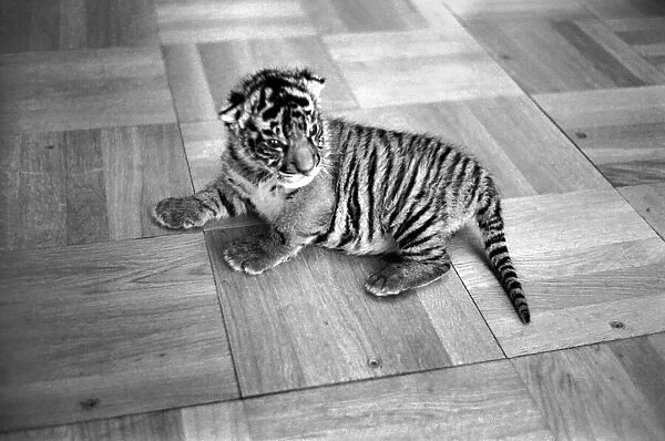 Tiger cub rejected by mother with keeper Frank Hughes. March 1975 75-01250-008