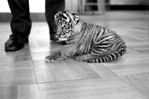 Tiger cub rejected by mother with keeper Frank Hughes. March 1975 75-01250-006