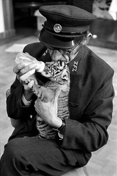 Tiger cub rejected by mother with keeper Frank Hughes. March 1975 75-01250-001