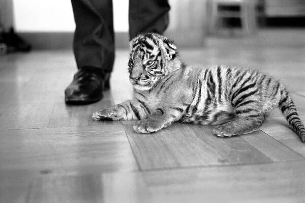 Tiger cub rejected by mother with keeper Frank Hughes. March 1975 75-01250-007