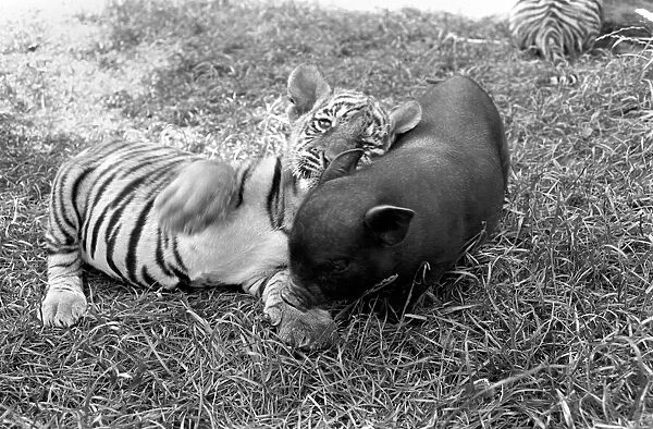 Tiger cub and Vietnamese pig at Zoo. 77-04303-001