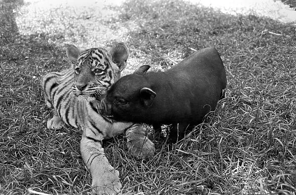 Tiger cub and Vietnamese pig at Zoo. 77-04303-002