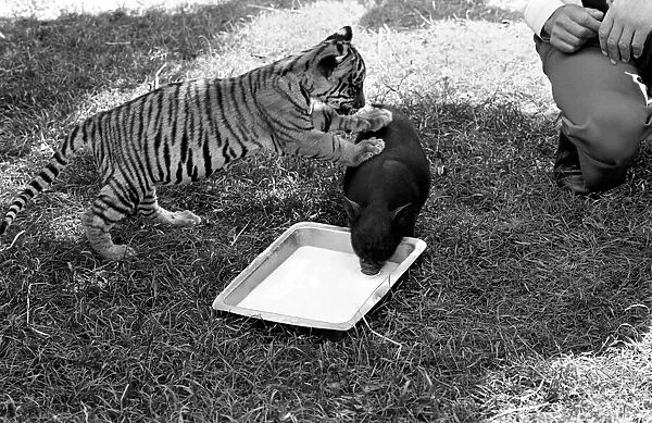 Tiger cub and Vietnamese pig at Zoo. 77-04303-004
